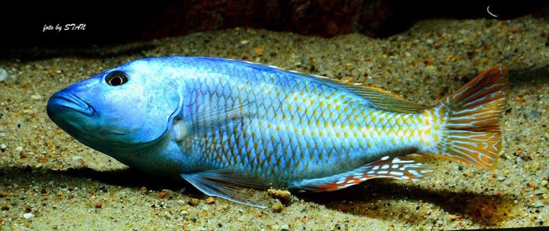 Nimbochromis fuscotaeniatus